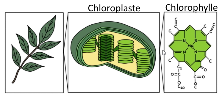 La couleur verte de la plupart des feuilles et du un pigment appelé chlorophylle nécessaire à la réaction chimique.