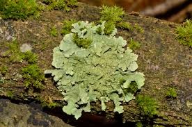 Lichens