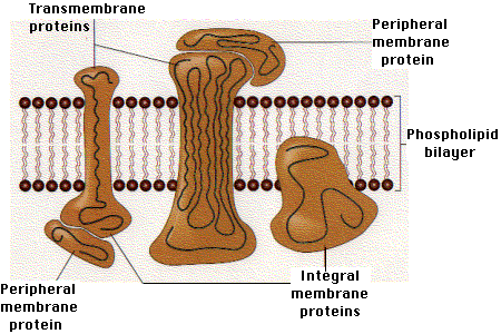 Integral Membrane Protein

A protein that exists inside 
the bilayer; integrated in the cell.
