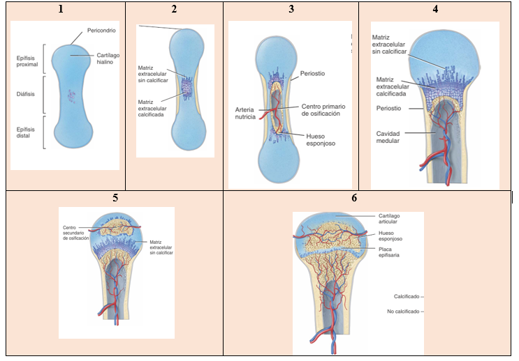 Osificación endocondral