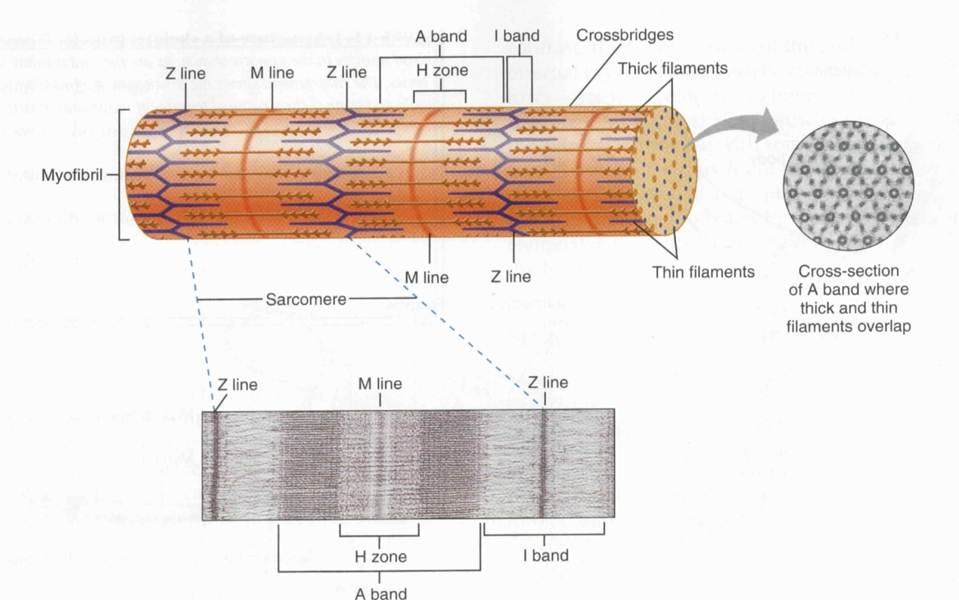 Organized functionally into sarcomeres