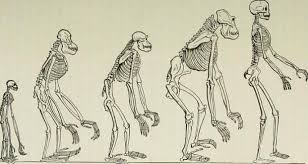 ANTROPOLOGIA