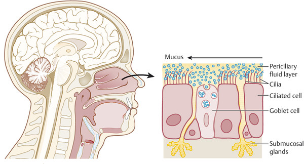 Detailed diagram of the nasal cavity