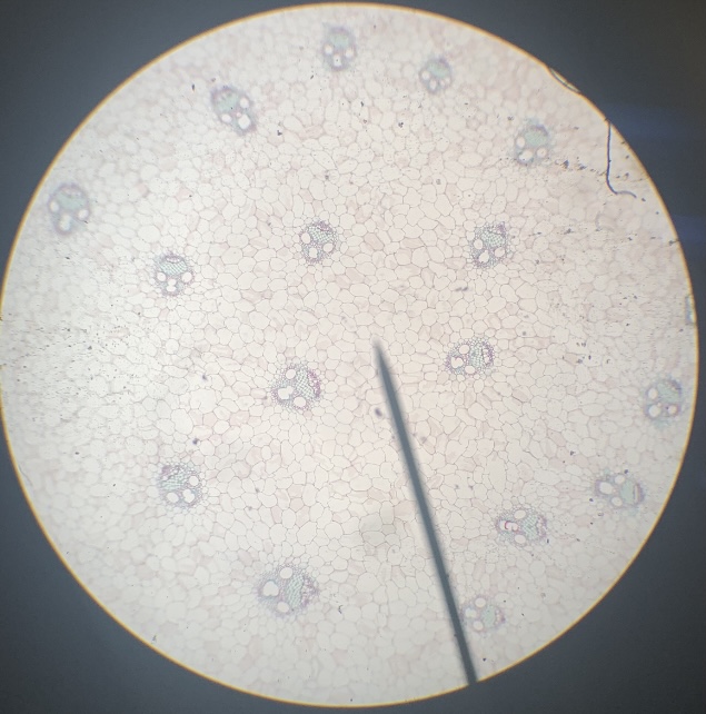 Monocot Stem 40x