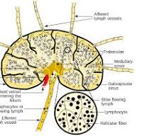 Lymph Nodes