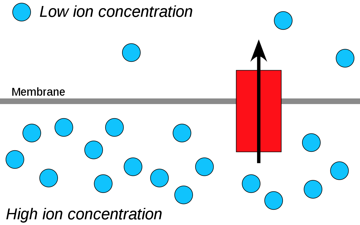 Electron Transport Chain and Chemiosmosis