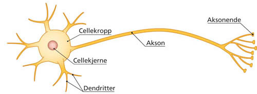 Dendrittene er det som signalene blir tatt imot