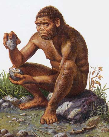 Homo erectus:
El uso de las piedras 
para machacar