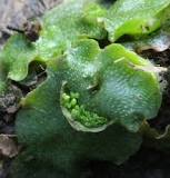 Crescent-cup liverwort