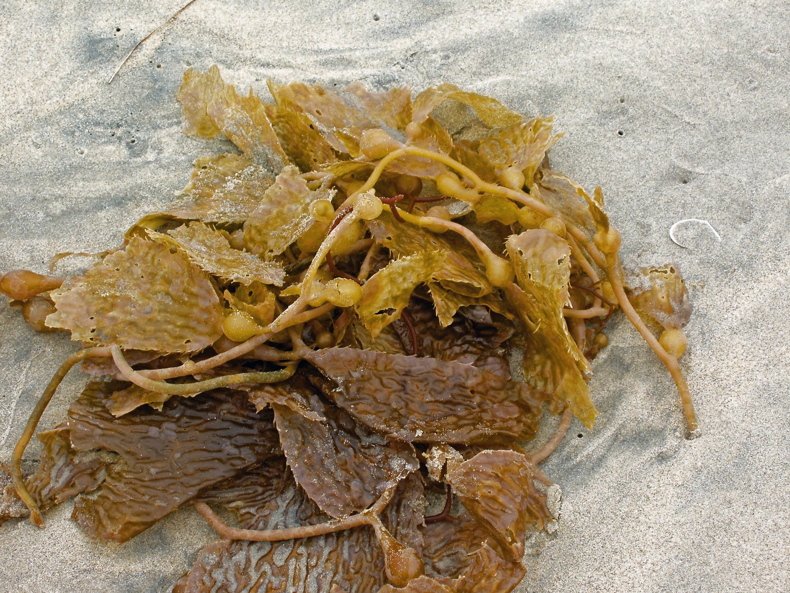 Phaeophyta