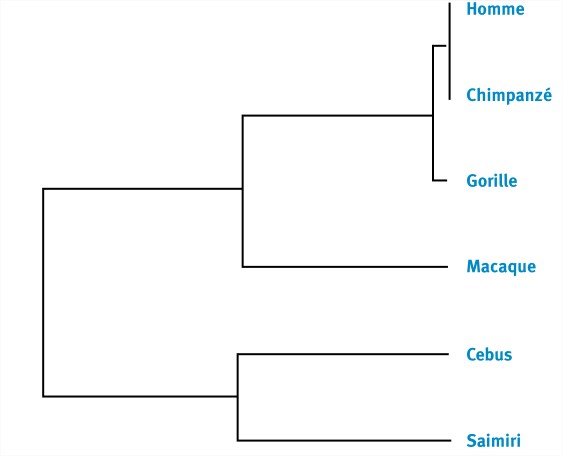 arbre de parentés des primates
construit à partir des opsines