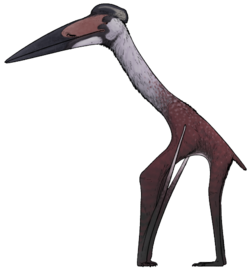 Aerotitan sudamericanus
