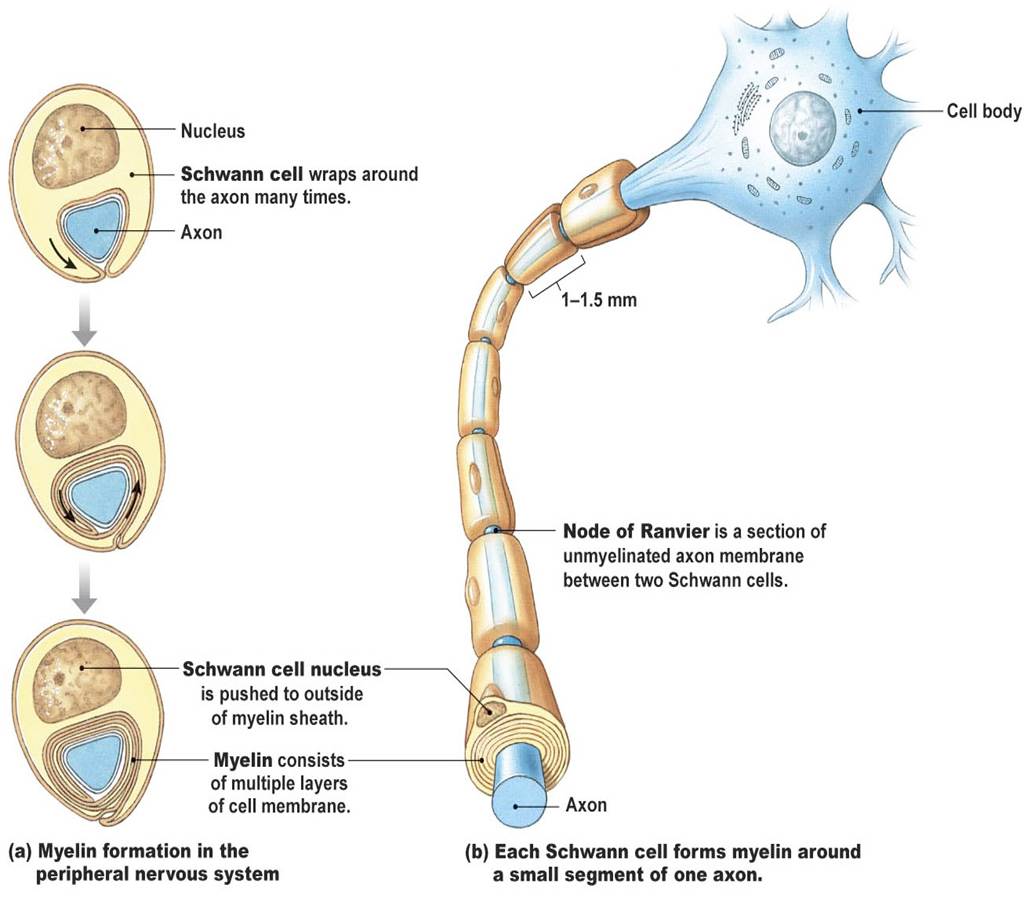 SCHWANN CELLS FORM MYELIN AROUND PERIPHERAL NERVES