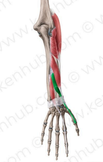 Extensor corto del pugar