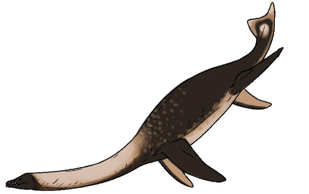 Cryptoclidus eurymerus
