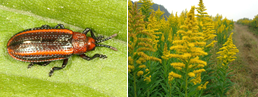 Lechuguilla (Solidago altissima) y escarabajo (Microrhopala vittata)