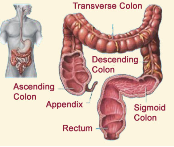 Rectum
