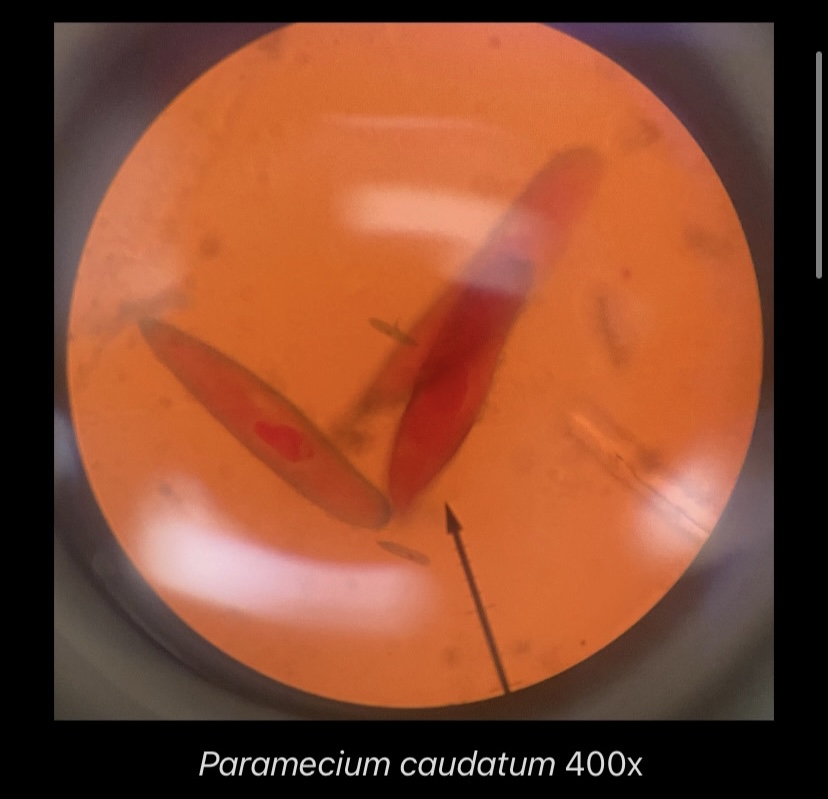 Paramecium caudatum 400x