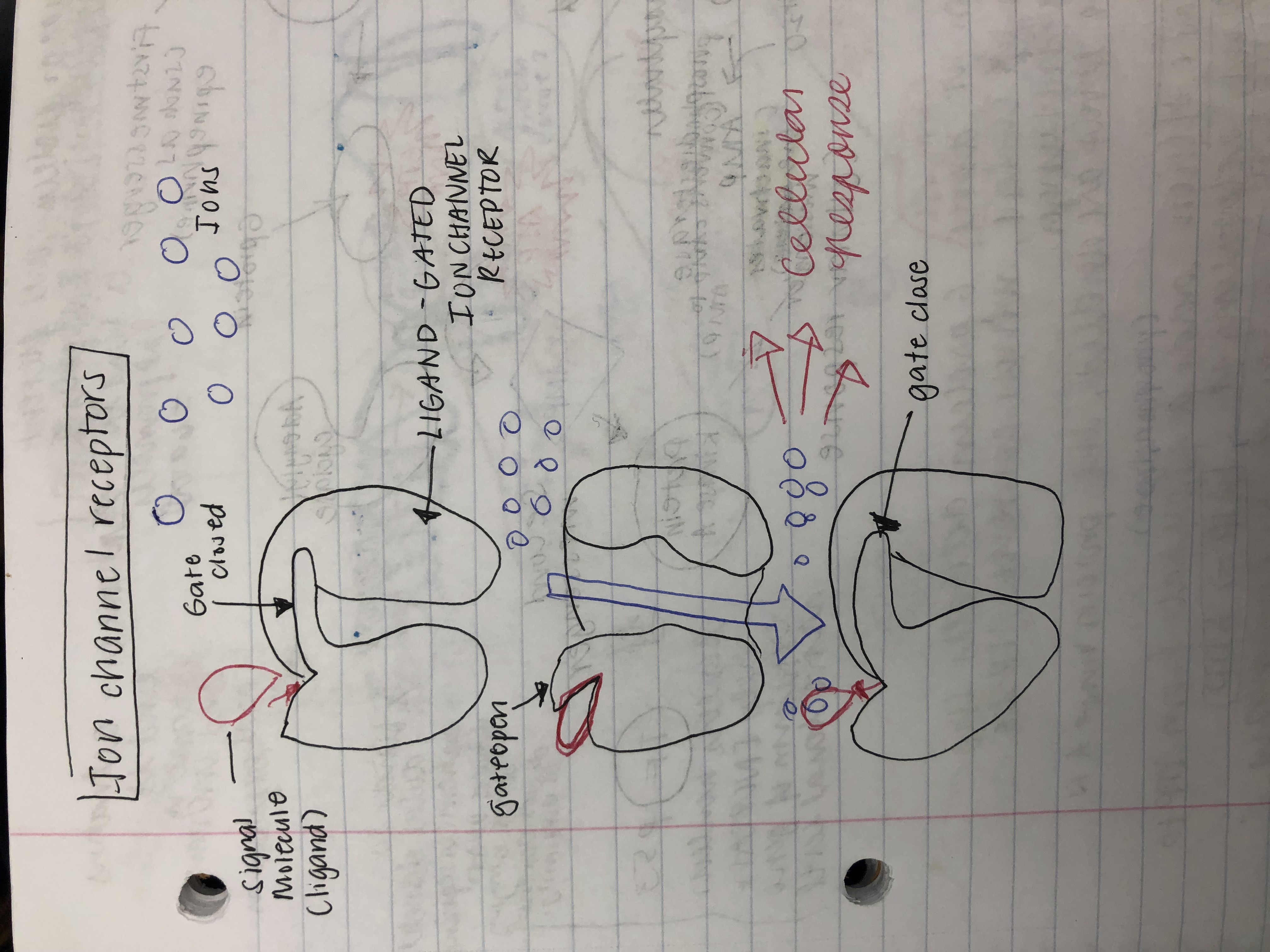 Ion channels