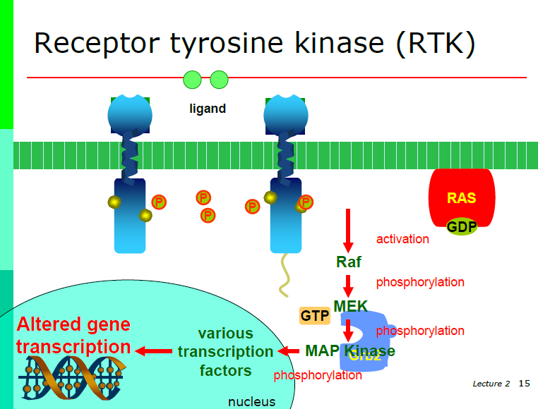Receptor Tyrosine Kinases