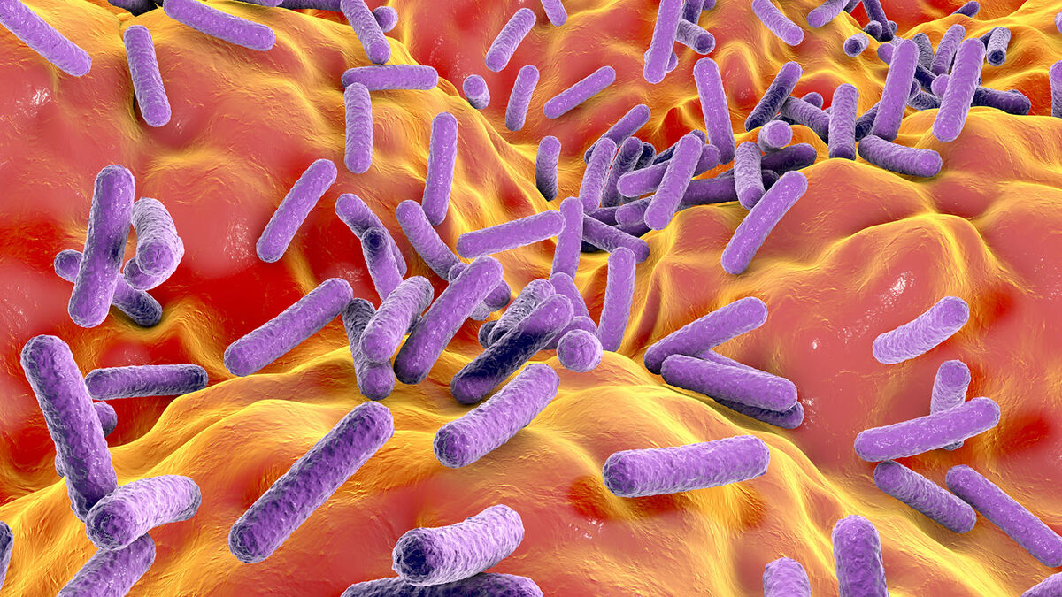Eubacteria
