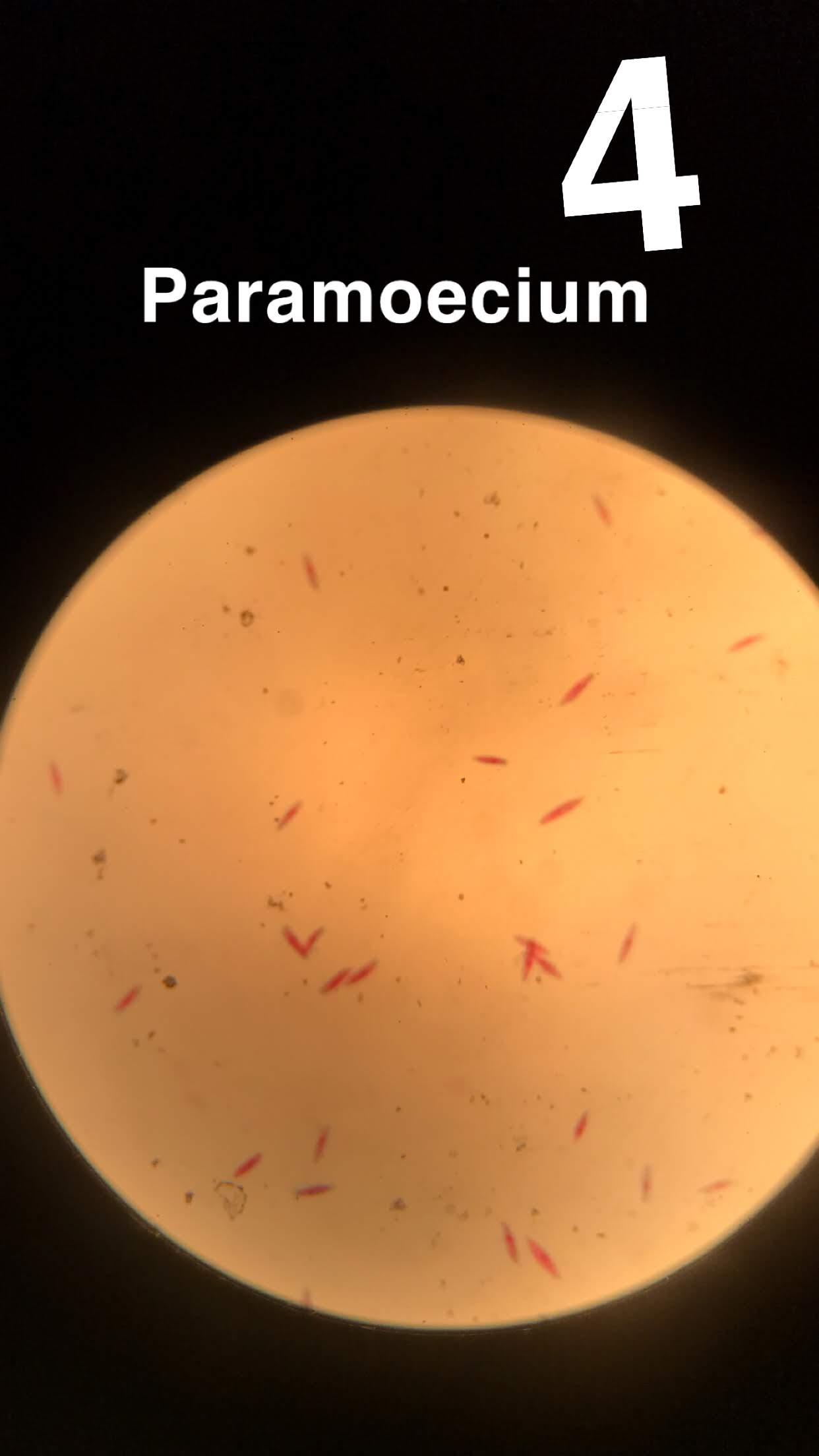 paramecium 4