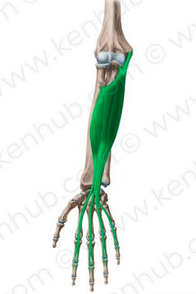 Flexor superficial de los dedos