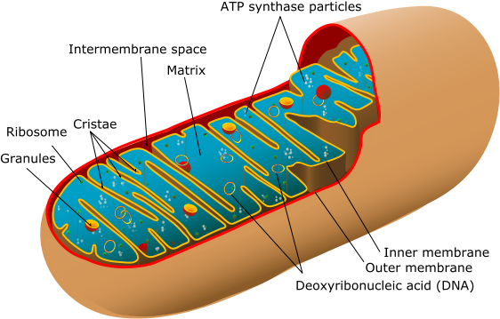 Begins in the cytoplasm, more specifically moves onto the mitochondria