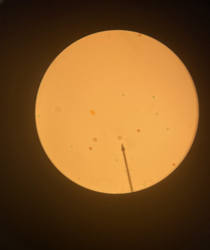 Mixed pollen, 400x