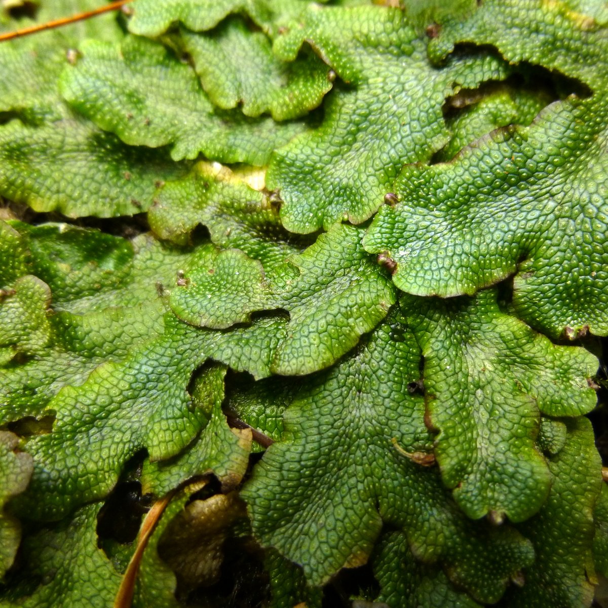 Liverworts