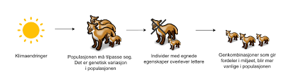 Naturleg utval                                                                           Organsimene kjemper for livet. Noen 