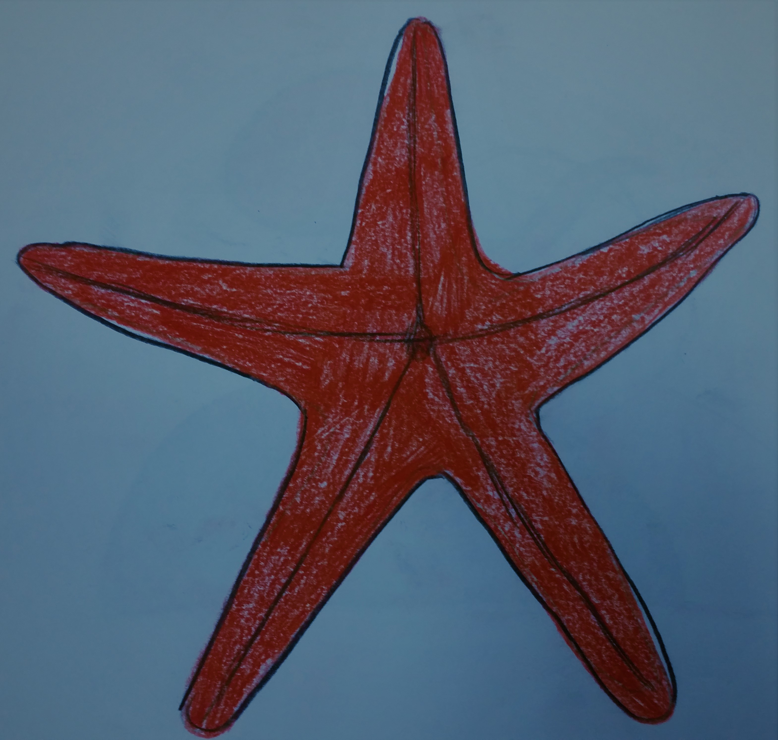 ECHINODERMI
