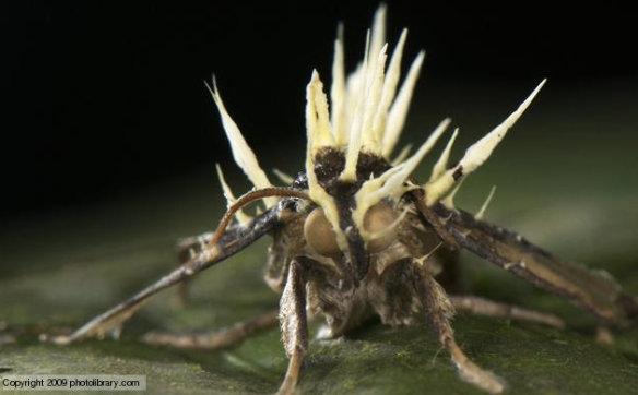 Ex. Parasitic fungi