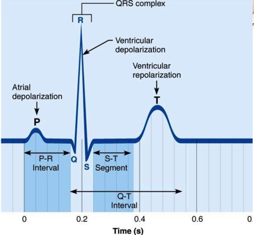 - Atrial depolarization is represented by the P wave from the SA node
- Ventricular depolarization occurs during the QRS comp