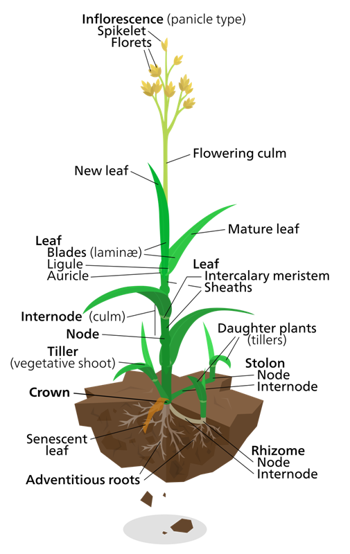 WHY DO BAMBOOS GROW SO FAST?