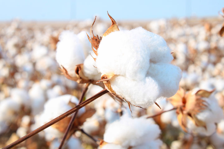 A job that may be linked to clothing could be a high demand for personel using ecofriendly material; Organic Cotton