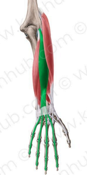 Extensor de los dedos