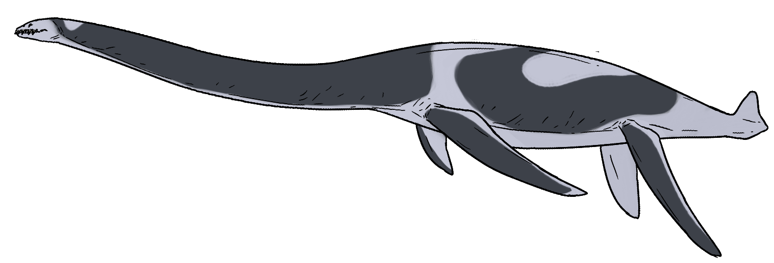 Zarafasaurua oceanis