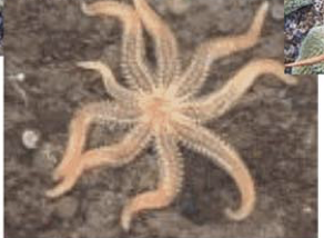 Ex. Sea Star