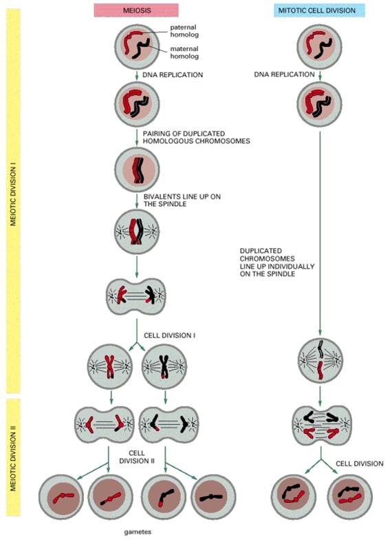 Meiosis Summary