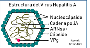 Tiene morfología icosaédrica sin envoltura