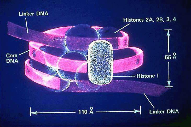 Chromatin Packing