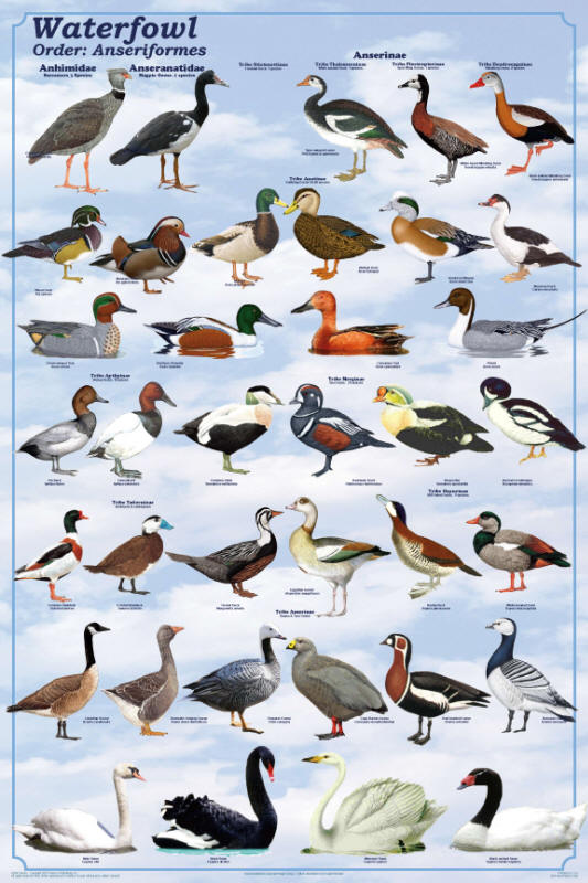 Anseriformes