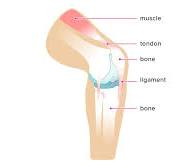 Ligaments