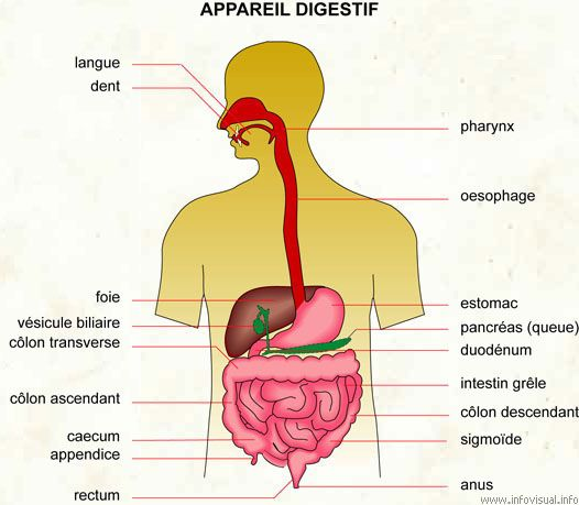 le système digestif