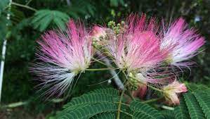 Mimosa Trees