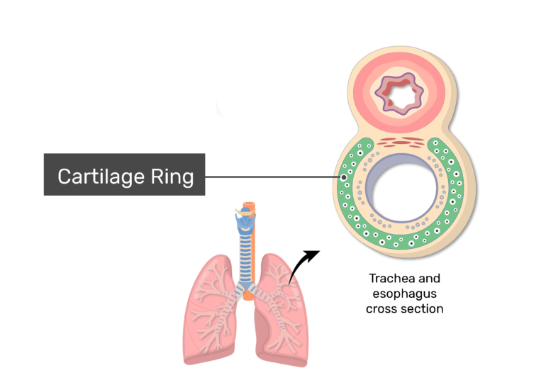Cartilage ring shown in the trachea