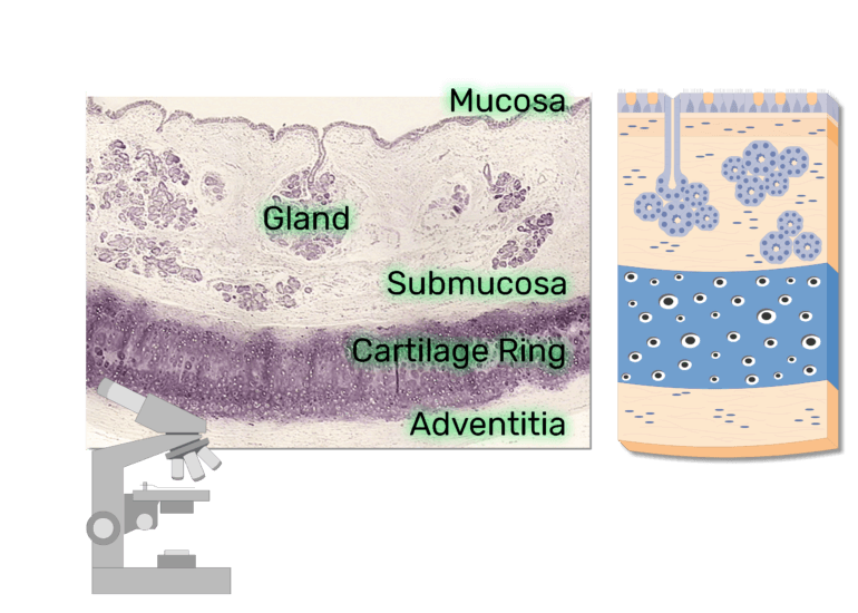 Layers of the trachea wall