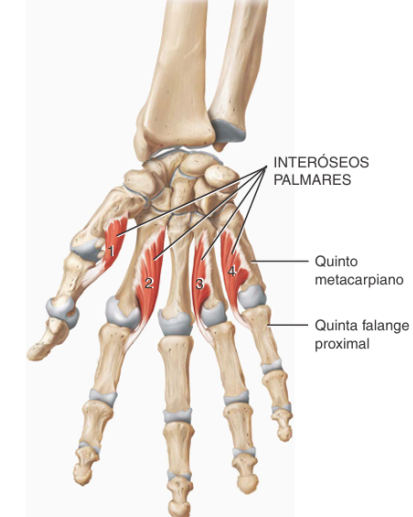 Interóseos palmares