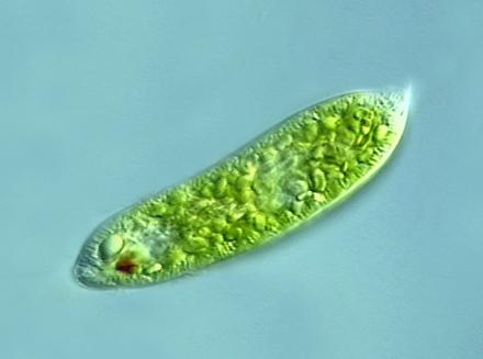 Group 3: Plant-like protists